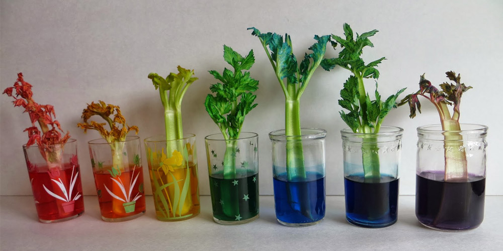 Как пьют растения — опыты для детей