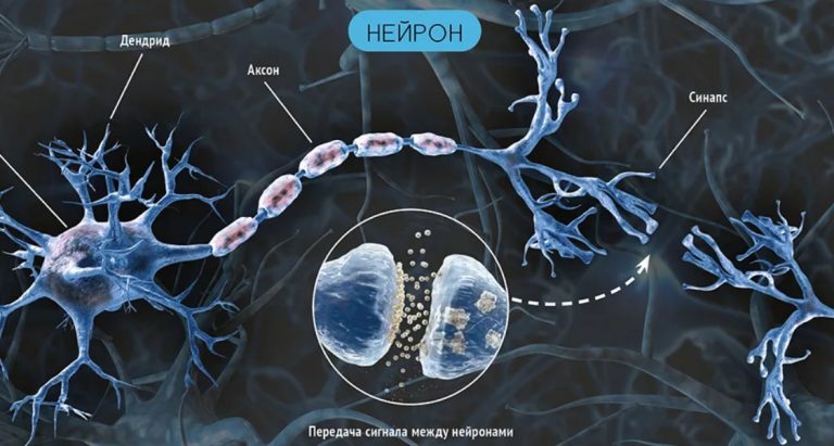 Аксон фото нейрон