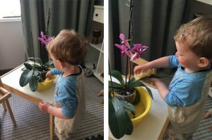 Ребёнок ухаживает за цветком: протирает листья от пыли