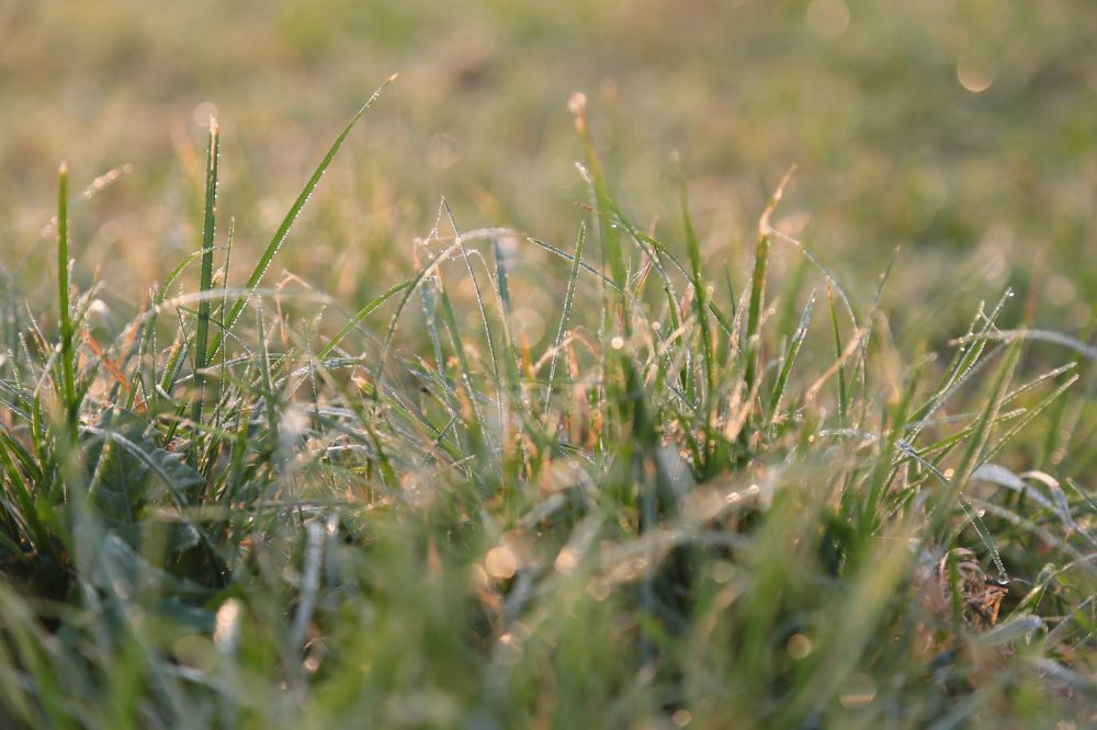 трава и солнце